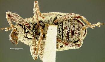 Media type: image;   Entomology 25165 Aspect: habitus ventral view